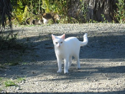 evil goldfish cartoon. Evil Farm cat Sasquatch was