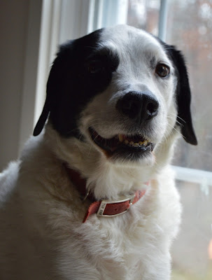 a grinning dog, ready for a walk