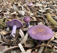 Tricholoma nudum