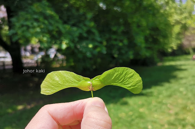 Maple Seed