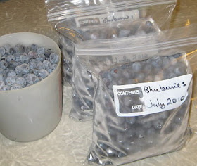 Blueberries ready for the freezer