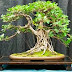 Il Ficus Retusa è il bonsai da interno per antonomasia e si adatta a quasi tutte le condizioni ambientali.
