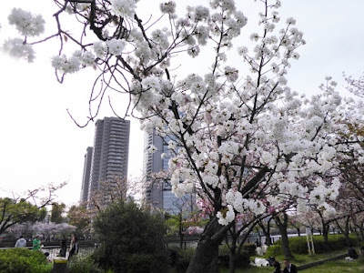 桜之宮公園の桜並木