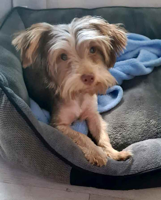 Chocolate Yorkshire Terrier Puppy