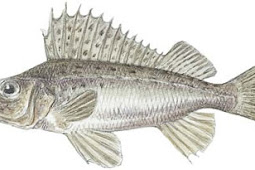 Ruffe (Gymnocephalus cernuus)