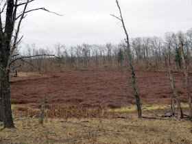 leatherleaf wetland