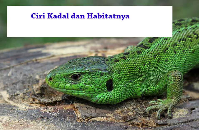 8 Ciri Khusus Kadal dan  Habitat Aslinya Hewan  Reptil 