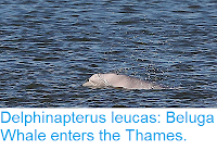 https://sciencythoughts.blogspot.com/2018/09/delphinapterus-leucas-beluga-whale.html