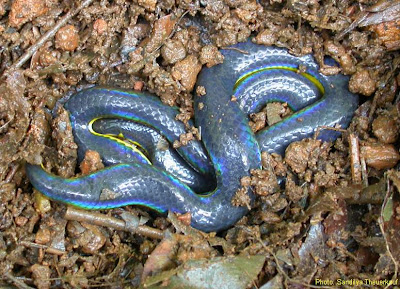 Iridescent_Shieldtail_colorful_snake