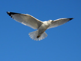 Larus delawarensis in flight over Sunset Bay, White Rock Lake, Dallas, TX