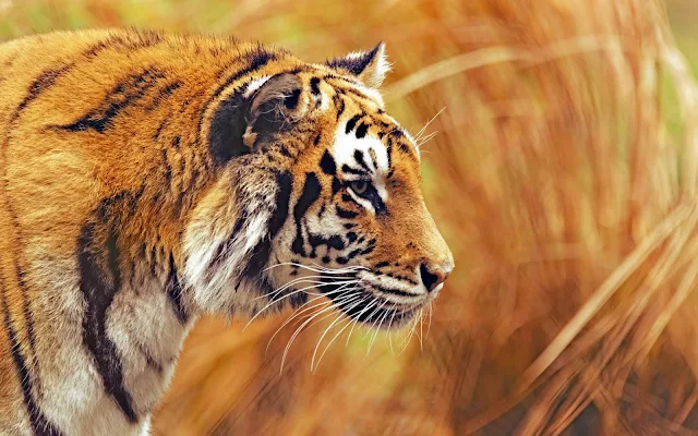 Papel de Parede Tigre