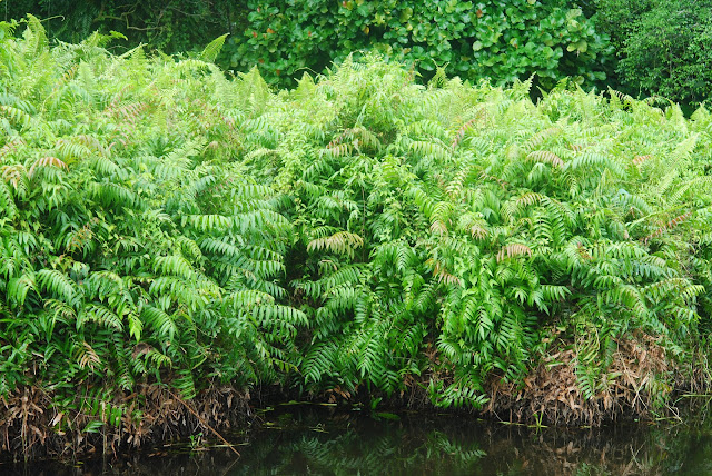 Стенохлена болотная (Stenochlaena palustris)