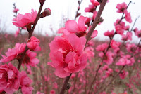 peach flower for new year