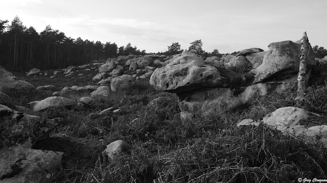 Platière du Rocher de Milly, Forêt de Fontainebleau, France