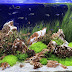 Selecting a Filter For Freshwater Aquariums