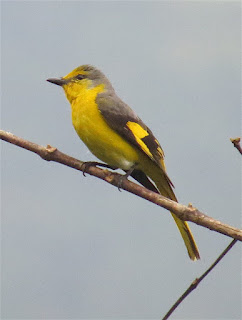 Scarlet MInivet