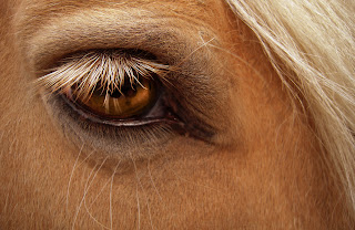 зрение на конете