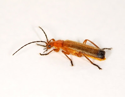 Rhagonycha fulva