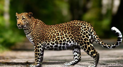 Panthera pardus tulliana