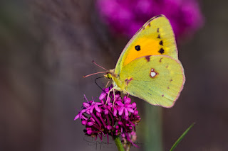 Clouded Yellow (Colias crocea)