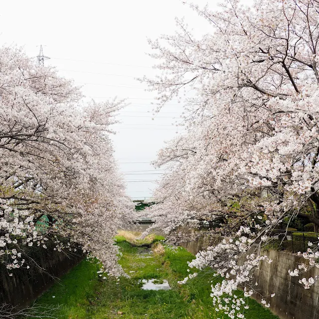 残堀川　桜