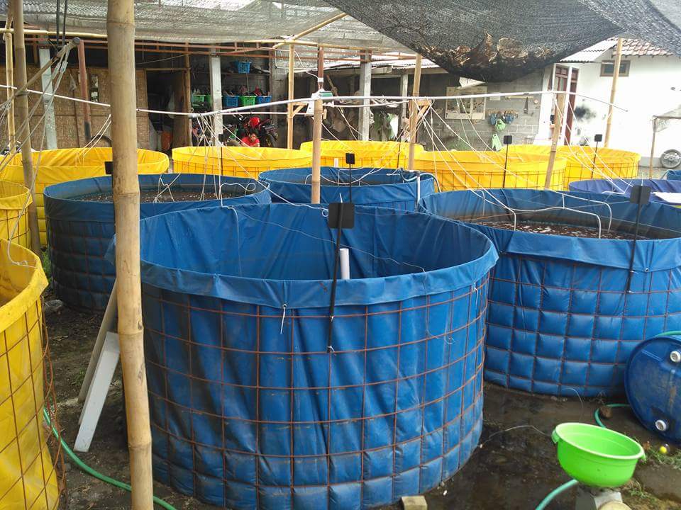KOLAM BULAT UNTUK IKAN PATIN