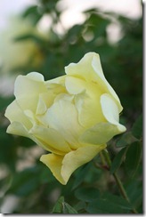 bloggebilder 015