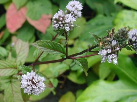 Peppermint flowers