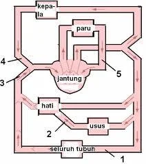 Skema peredaran aliran darah