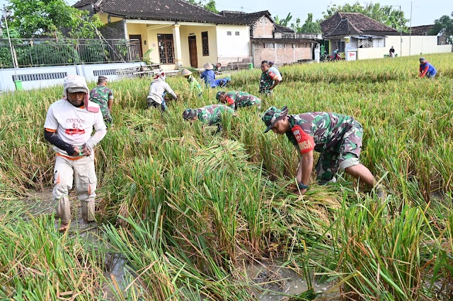 Anggota Kodim 0726/Sukoharjo Bantu Petani Panen Raya di Lahan Demplot Ketahanan Pangan.