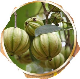 Garcinia Cambogia