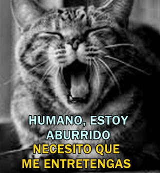 gato-aburrido