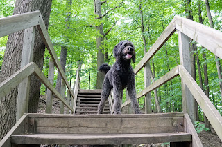 Extensive decking in Sherwood Park Off-Leash Paradise