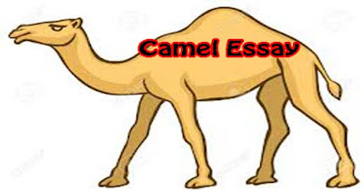 The best cover camel 