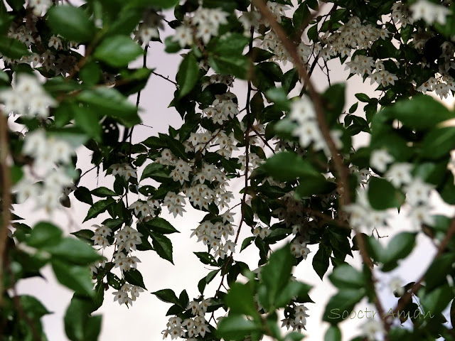 Styrax japonica