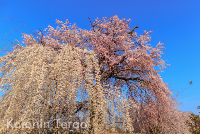 3×3×1 三桜三様 京都市東山区 円山公園 祇園枝垂桜