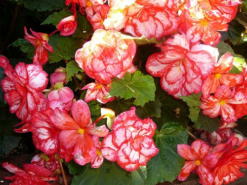 Begonia flower