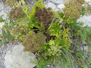 Livêche d'Écosse - Ligusticum scoticum