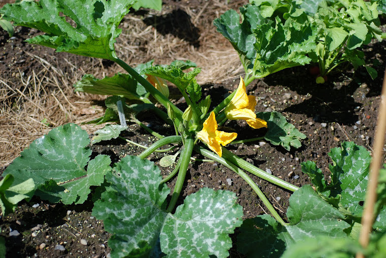 Zucchini