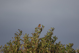 Stonechat