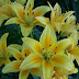 Yellow lily flowers pictures.