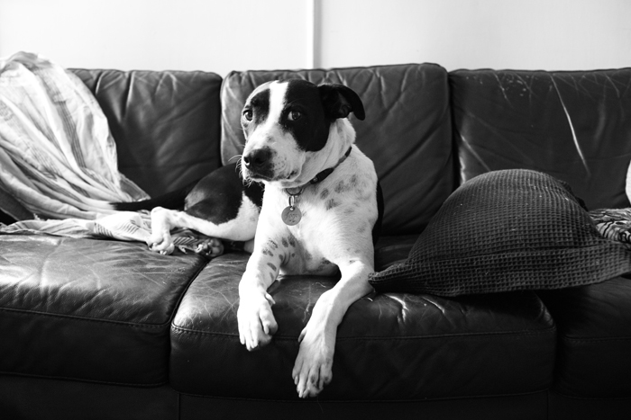black and white dog joop