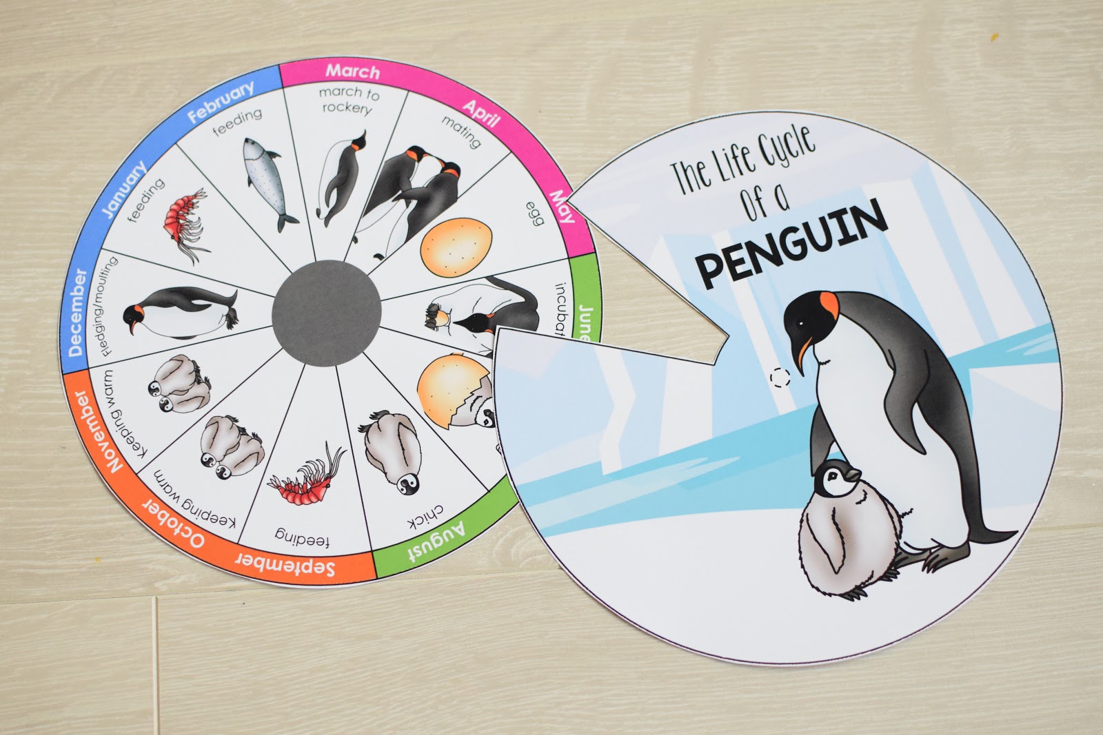 PENGUIN LIFE CYCLE TIMELINE WHEEL