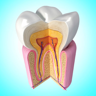  What Do Healthy Gums Look Like