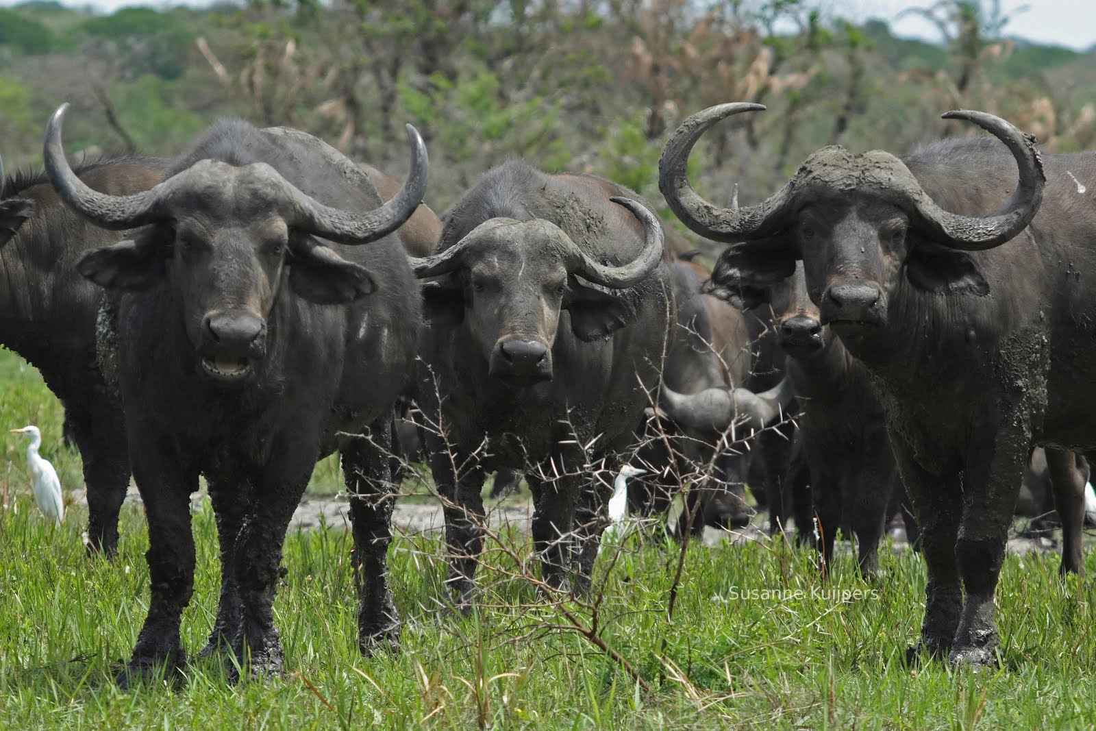 African Buffalo Wallpapers Wallpaper - JoBSPapa.com