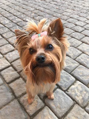 Holly 8 year old female Yorkie