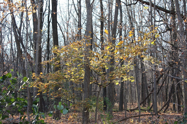 A few fall leaves remain at Busse Woods in Elk Grove Village, IL.