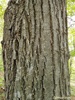 Липа маньчжурская (Tilia mandshurica)