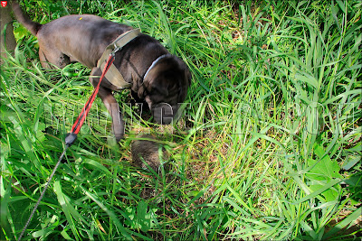 The dog found the hedgehog for the first and second time