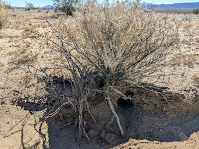 Creosote roots